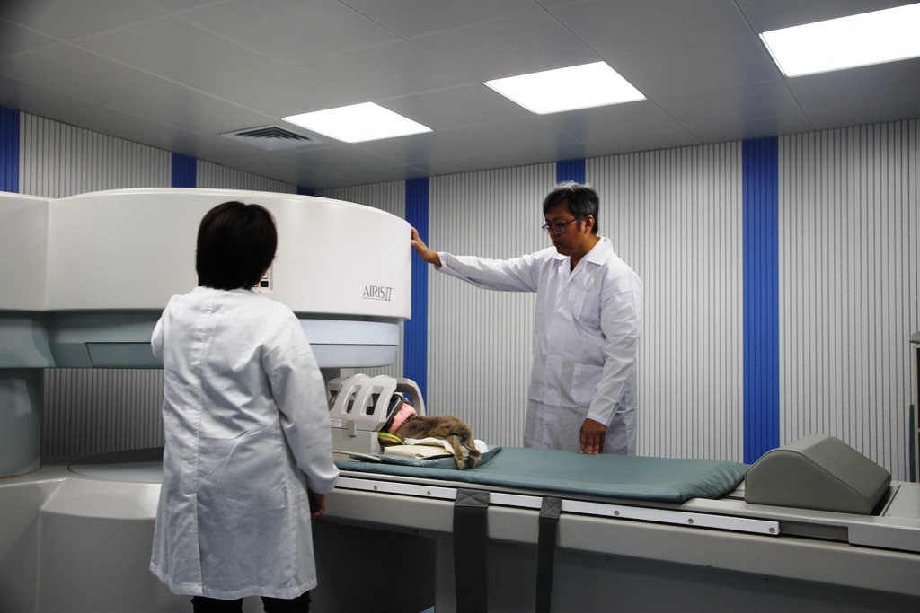 元培影像醫學中心進行兔子檢測。元培醫事科技大學/提供