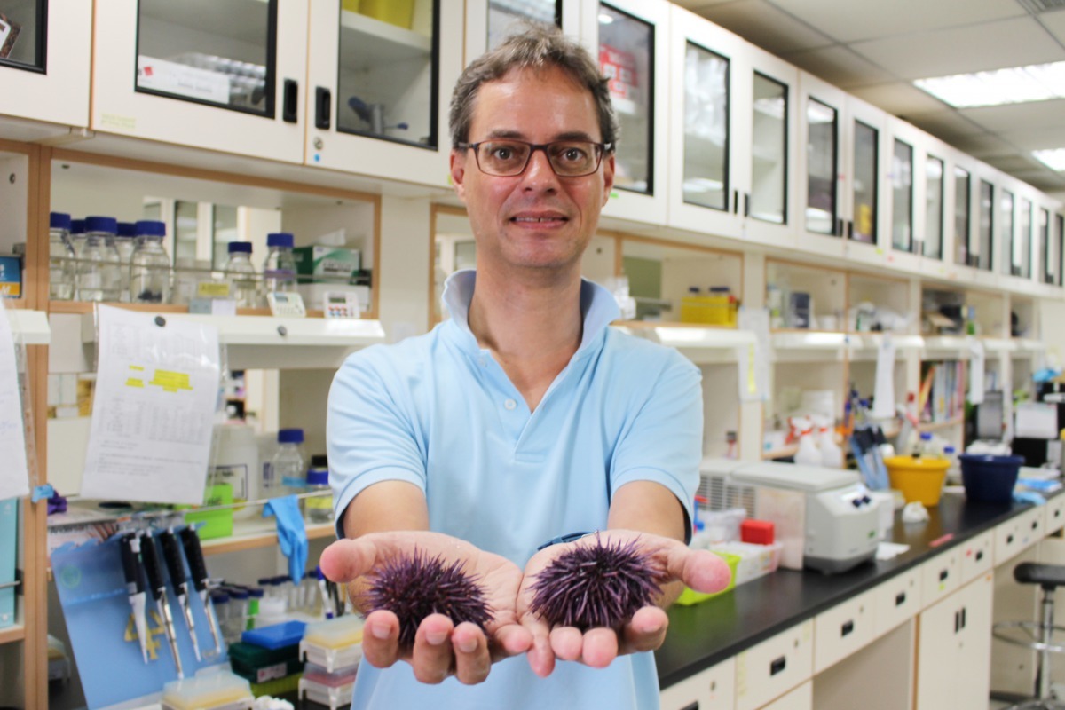 長庚大學傅崇安教授研究加州紫海膽免疫系統有重大突破。長庚大學/提供