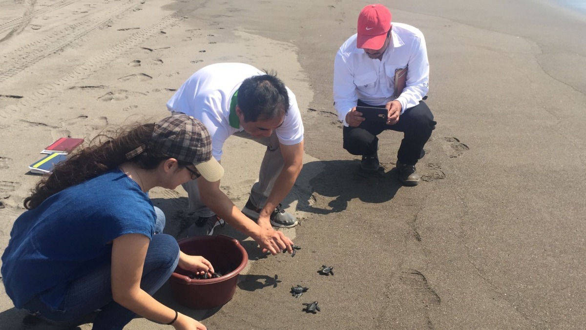 歐計畫經理文凱(中)及農牧部人員放流海龜返回海洋。外交部/提供