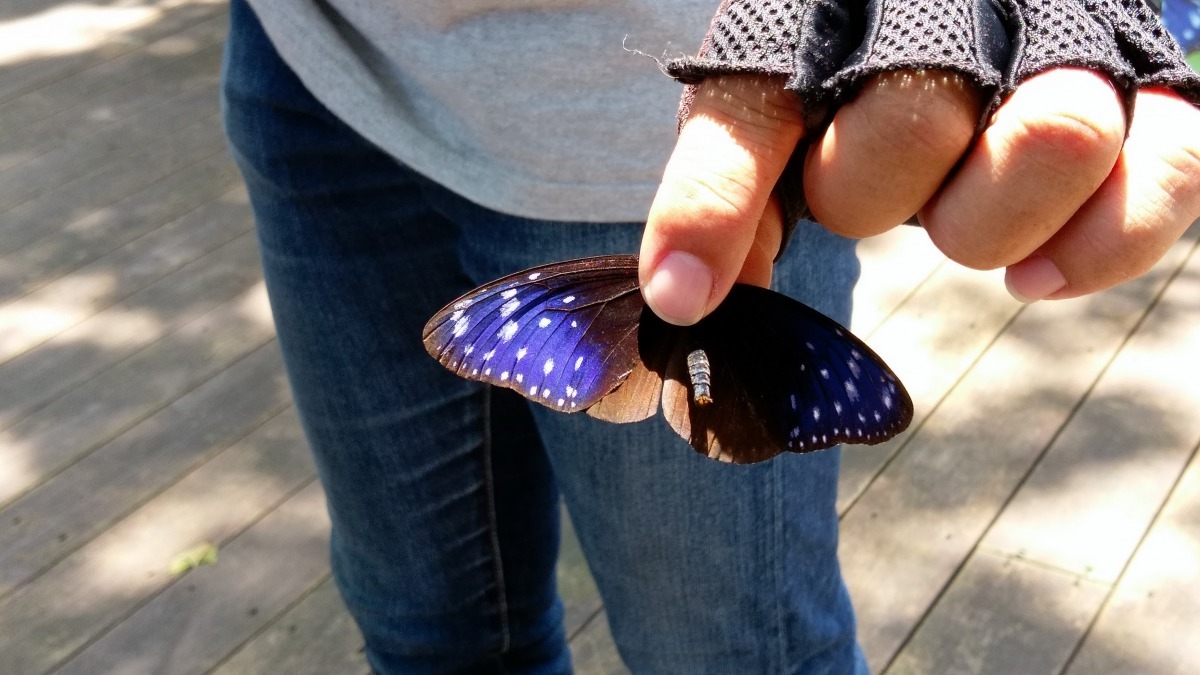 紫斑蝶標放圖。南華大學/提供