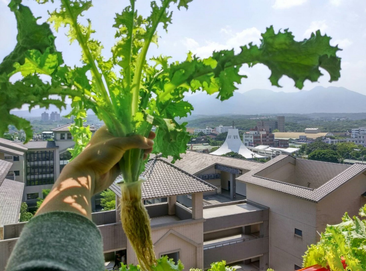 張伯淯利用小型魚菜系統種出來的菊苣,莖長得比手指還粗,不添加任何農藥或化學肥料所生產出來的蔬菜無毒又低鉀,對人類健康也有益。聖約翰科技大學/提供