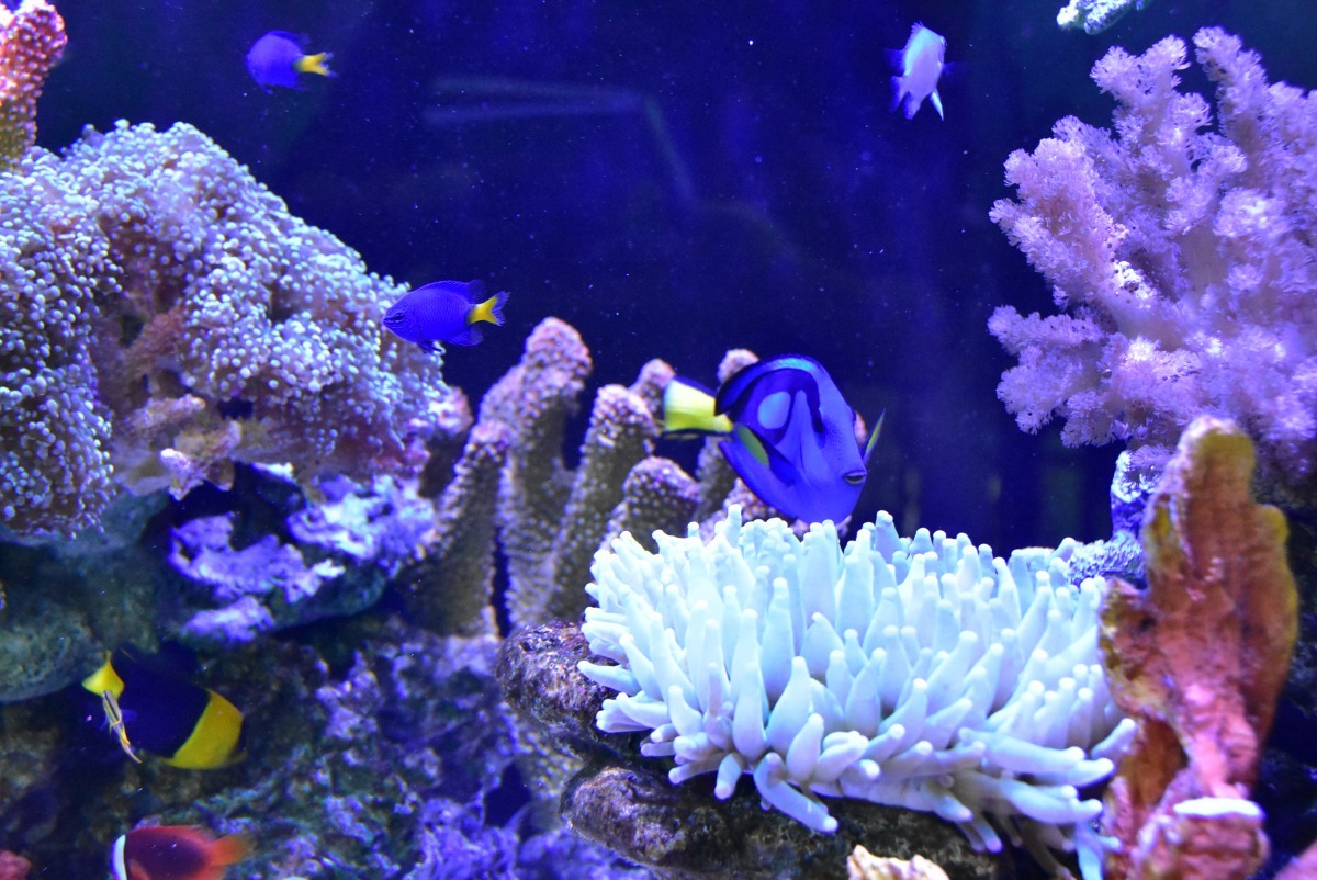 明道大學雲端水族箱內有15種珊瑚、20種魚類。明道大學/提供