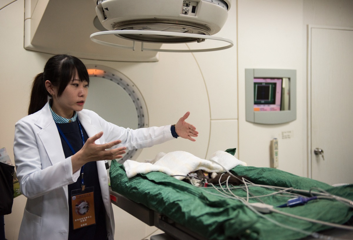 動物放射治療研究中心薛珮君獸醫師說明動物癌症放射治療過程。中臺科技大學/提供