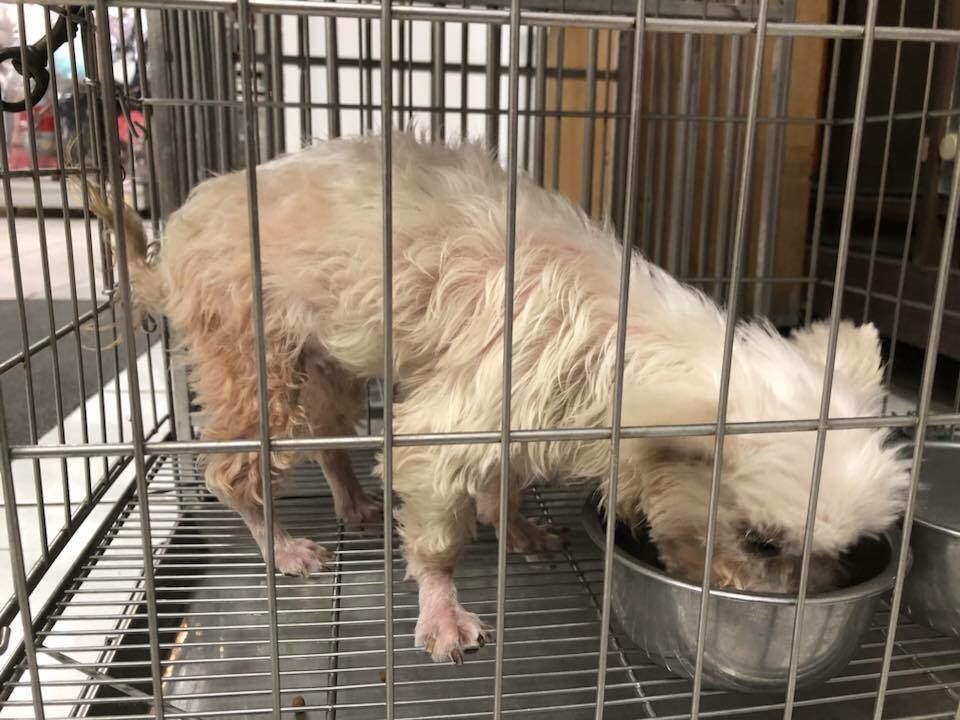 疑似遭假美容真棄養的瑪爾濟斯犬「妹妹」，被帶到寵物美容店時全身毛髮打結及感染壁蚤等外寄生蟲。屏東縣政府/提供