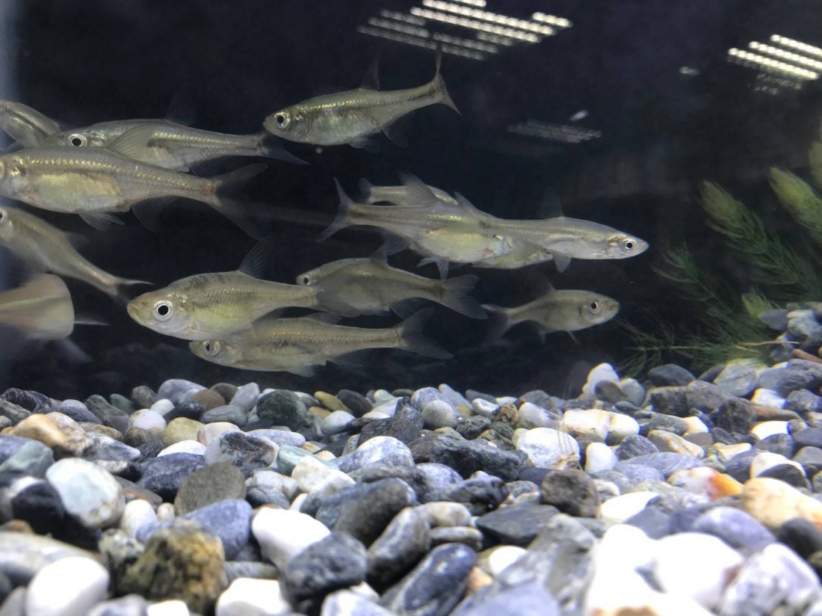「臺灣梅氏鯿」在外來種入侵的嚴重威脅之下,在野外的生存受到衝擊,群體大量減少,已經成為極具瀕臨滅絕風險的原生魚種。國立台灣海洋大學/提供