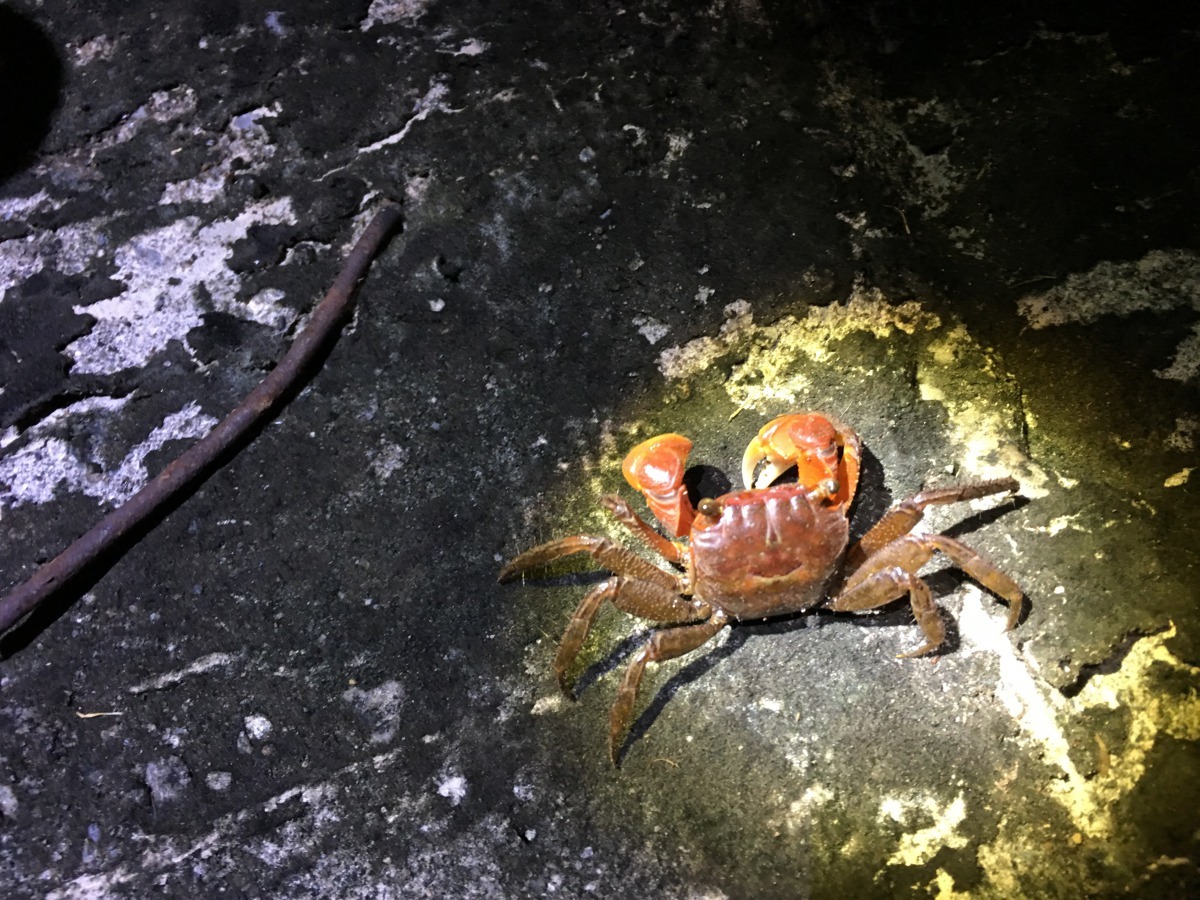 美崙溪畔常見的中型仿相手蟹。張峻豪/翻攝