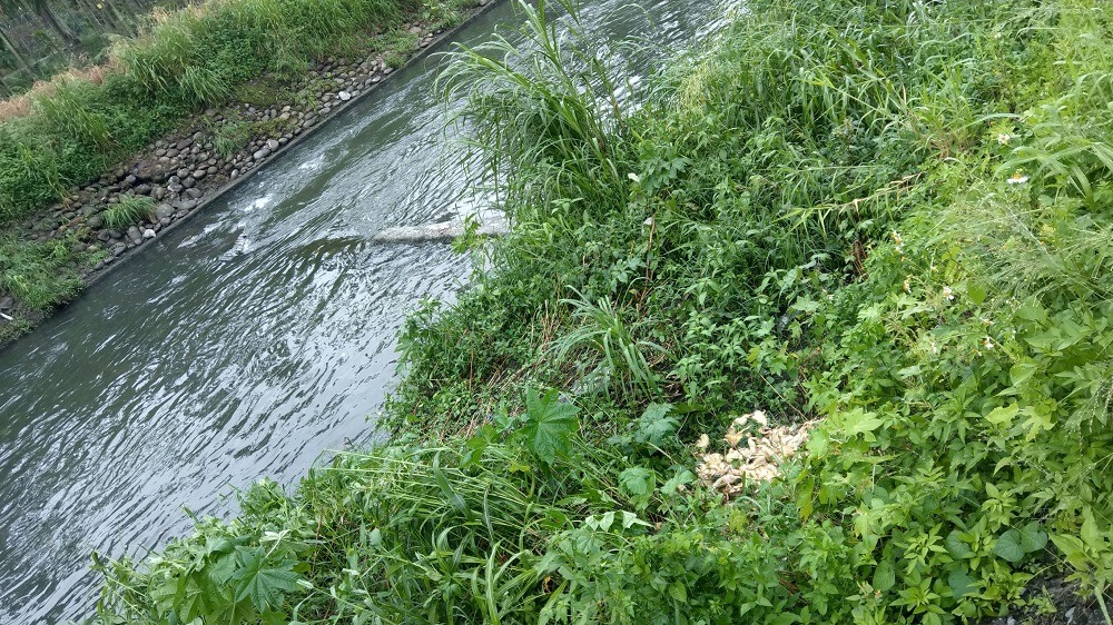 隨意丟棄斃死畜禽不但汙染環境還有可能將病原微生物隨手散播出去,同時也違反了環境保護法規。屏東縣政府/提供