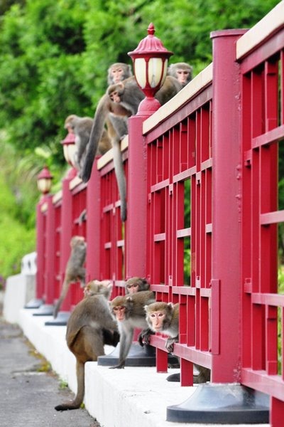 宜蘭佛光大學校園內有許多大小猴子出沒，師生秉持不接觸、不餵食、不干擾，讓人猴關係保持合諧。佛光大學/提供
