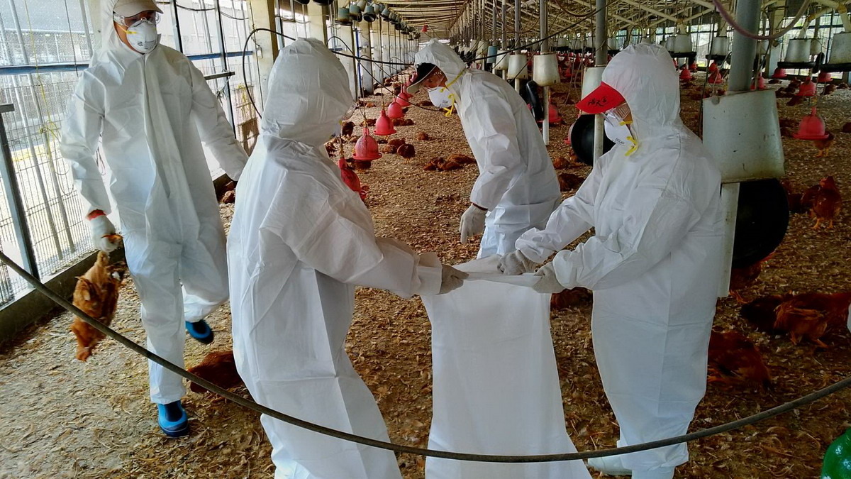 屏東縣鹽埔鄉1鹿野土雞養禽場確認感染H5N2亞型高病原禽流感病毒,已依標準作業程序啟動防疫機制。屏東縣政府/提供