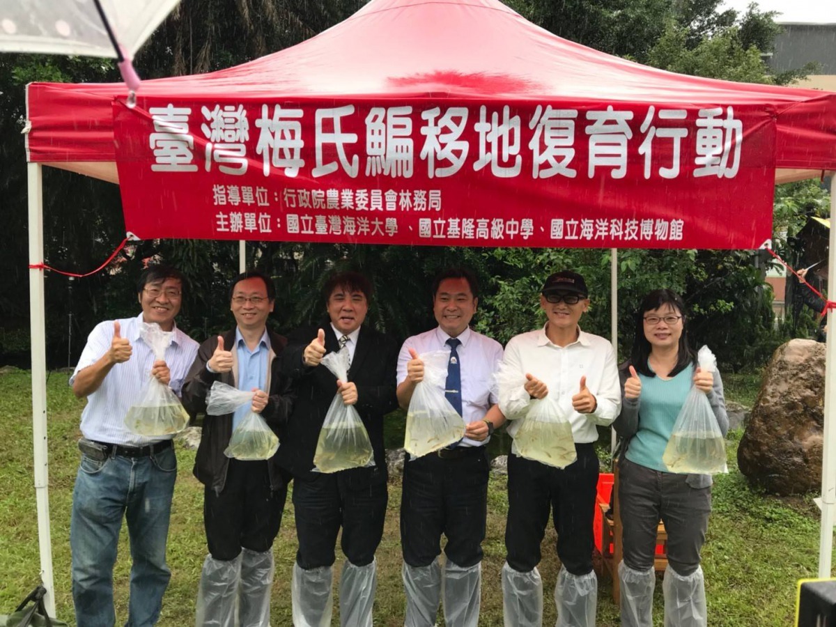 國立基隆高級中學與國立臺灣海洋大學、國立海洋科技博物館及農委會林務局共同合作,在基隆高中生態池進行臺灣特有保育魚類「臺灣梅氏鯿」移地復育放流,增闢校園復育基地,同時推廣臺灣原生種淡水魚保育行動。國立台灣海洋大學/提供