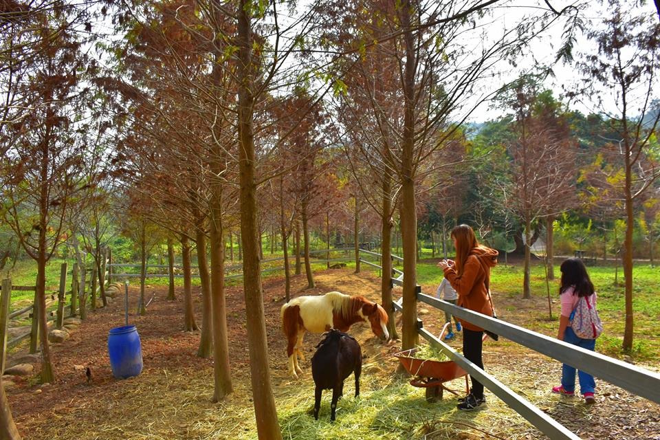 「築夢森居」飼養的小馬、山羊。嘉義縣政府/提供