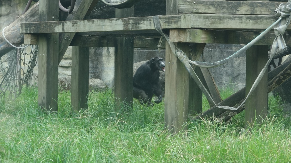 動物園研判黑猩猩「莎莉」是從戶外活動場一顆枝條垂降較低的植物攀爬出去。台北市立動物園/提供