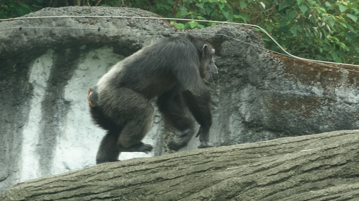 黑猩猩「莎莉」脫逃出戶外活動場約20分鐘後自行返回。台北市立動物園/提供