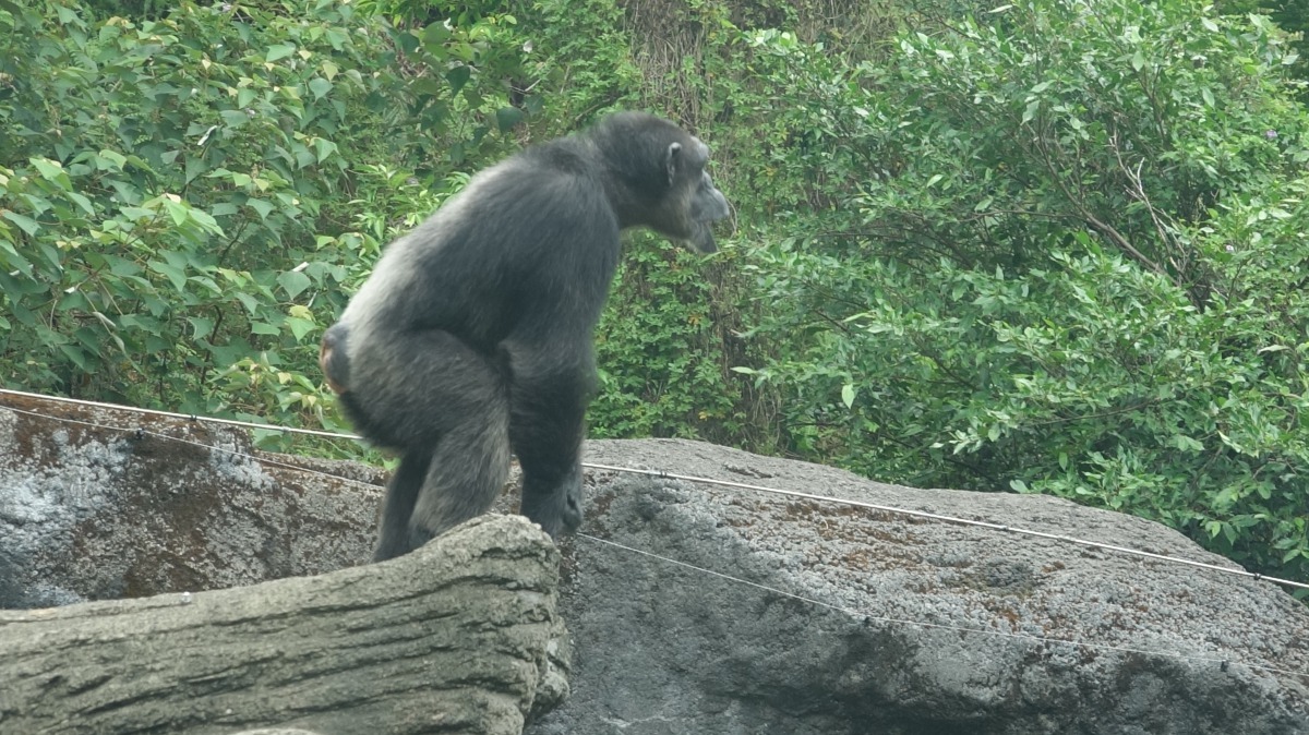 脫逃的黑猩猩「莎莉」，為雌性，今年35歲，是台北市立動物園內的元老級黑猩猩之一。台北市立動物園/提供