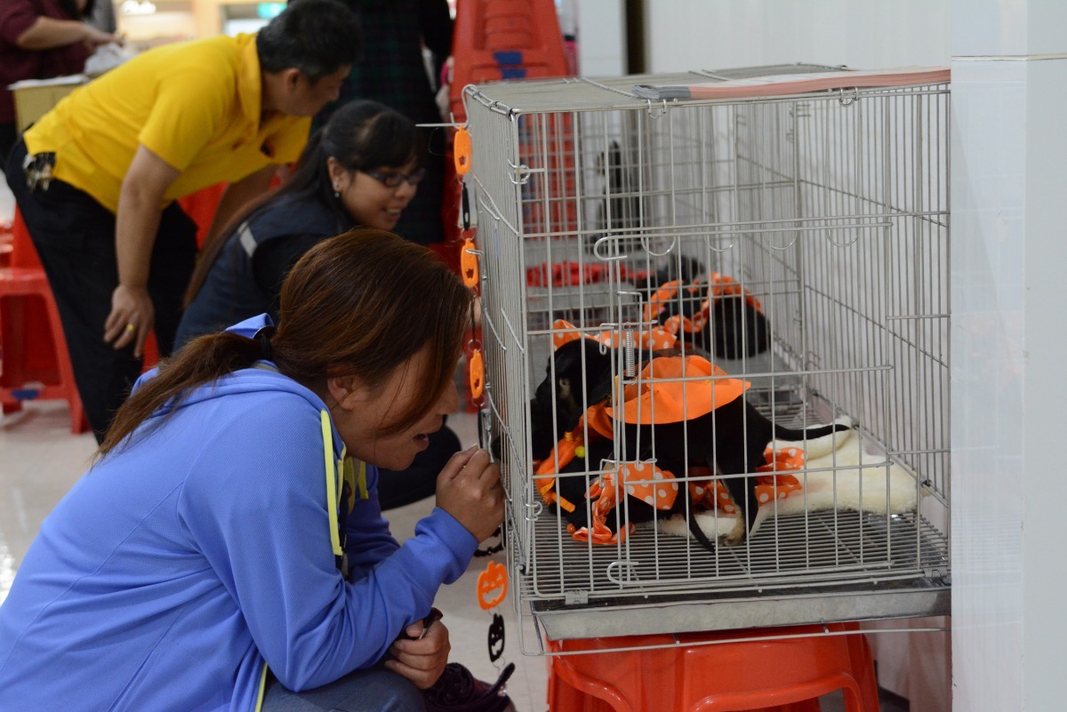 動物之家的毛寶貝們都精心打扮，並穿戴萬聖節應景配件，可愛萌樣破表。劉凱/翻攝