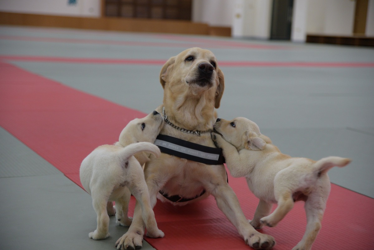 澎湖縣警犬隊生力軍「LUCKY」、「來福」和同為拉不拉多犬的「歐弟」打成一片，氣氛歡樂。澎湖縣警察局/提供