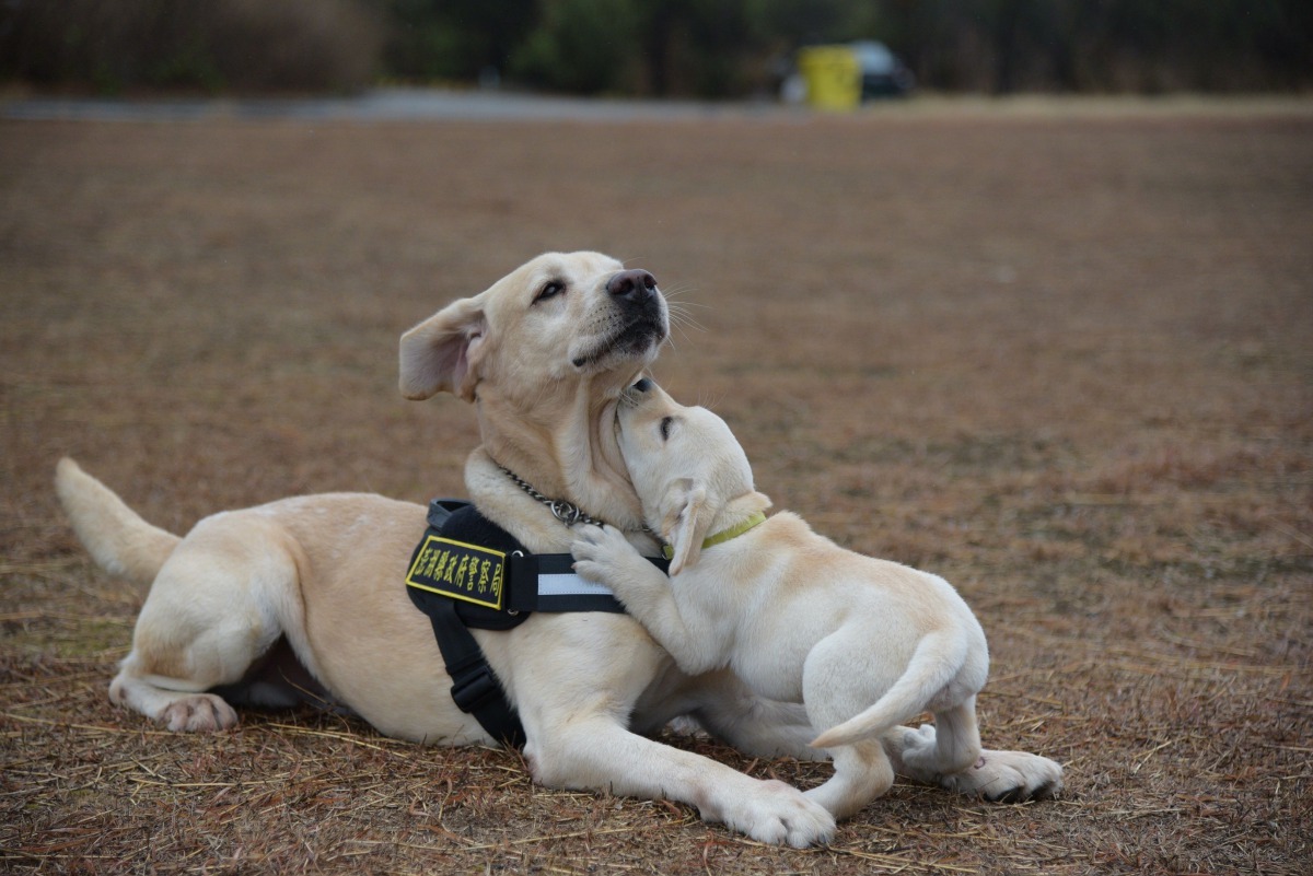 緝毒犬「歐弟」，經常出現在澎湖機場、碼頭，工作負擔相當重。澎湖縣警察局/提供