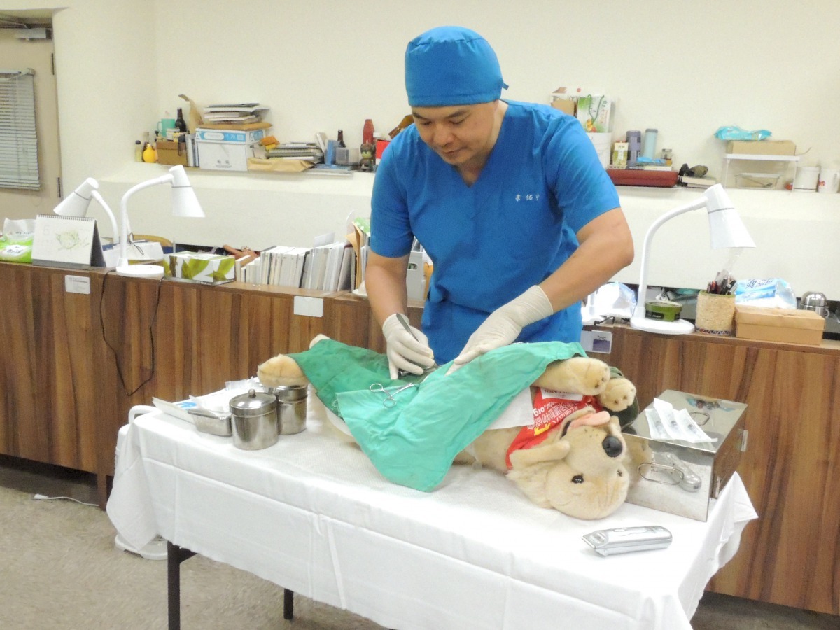 家犬絕育手術安全性高，只需 20分鐘即可完成(保護動物協會理事劉正吉醫師示範)。 錢愛慈/攝