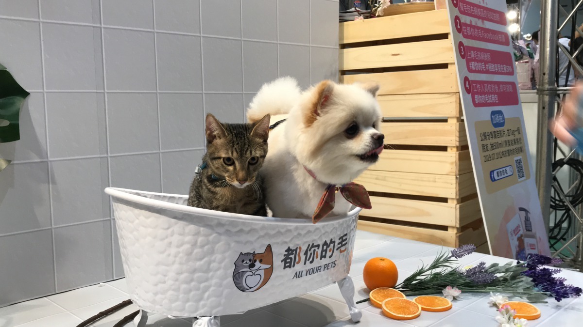 飼主幫毛孩洗澡應該由身體開始洗，盡量將蓮蓬頭靠近寵物皮膚，最後再沖洗頭部。主辦單位/提供