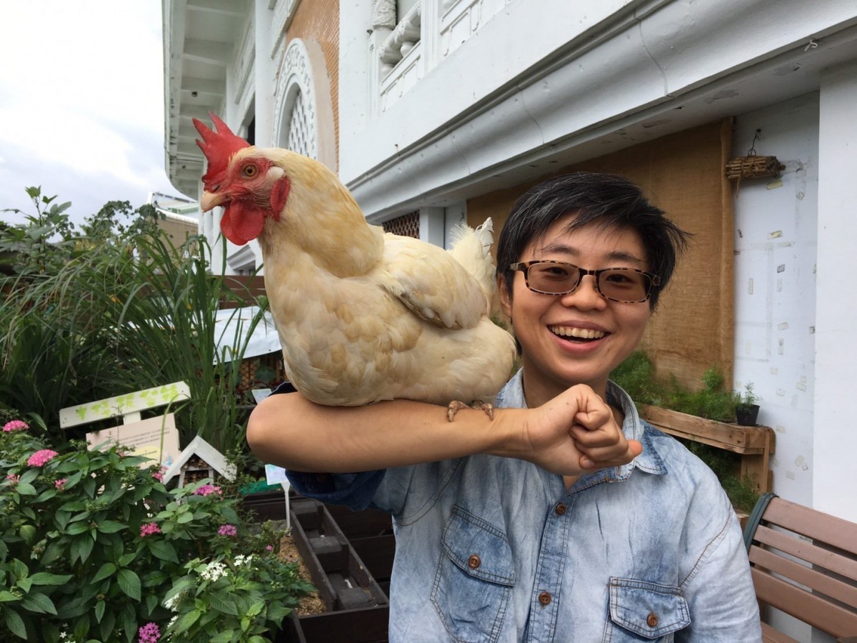 雞容易馴化飼養，現今已成為都市寵物的新選擇。北市產發局/提供