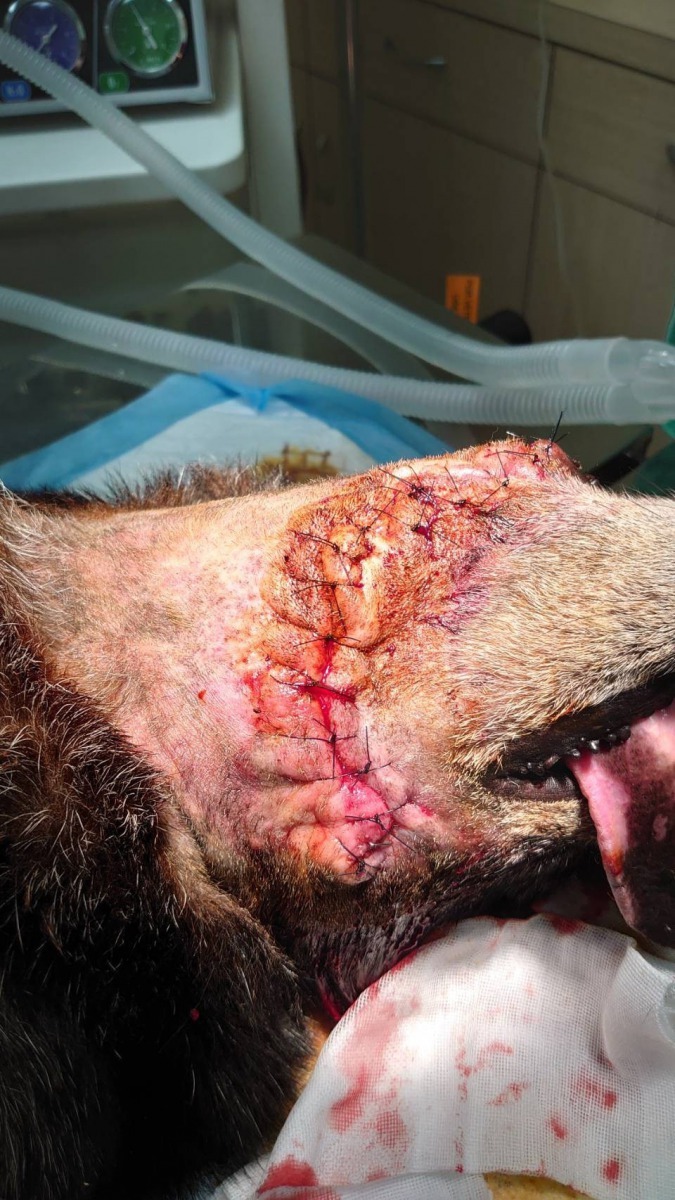 縫合後準備術後照護。APA/提供