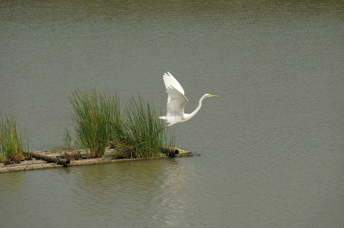 台北地區是北返候鳥離開台灣時最後的休憩站。北市水利處/提供