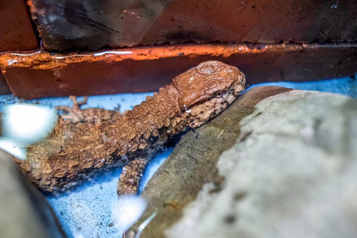 鱷蜥媽媽「小宇」順利產下9隻可愛的瑤山鱷蜥寶寶。台北市立動物園/提供