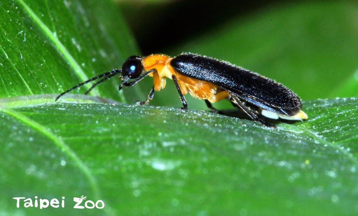 北市榮星花園募集公園守護志工,一起為守護火金姑自然生態棲地而努力。台灣動物新聞網資料畫面 台北市立動物園/提供