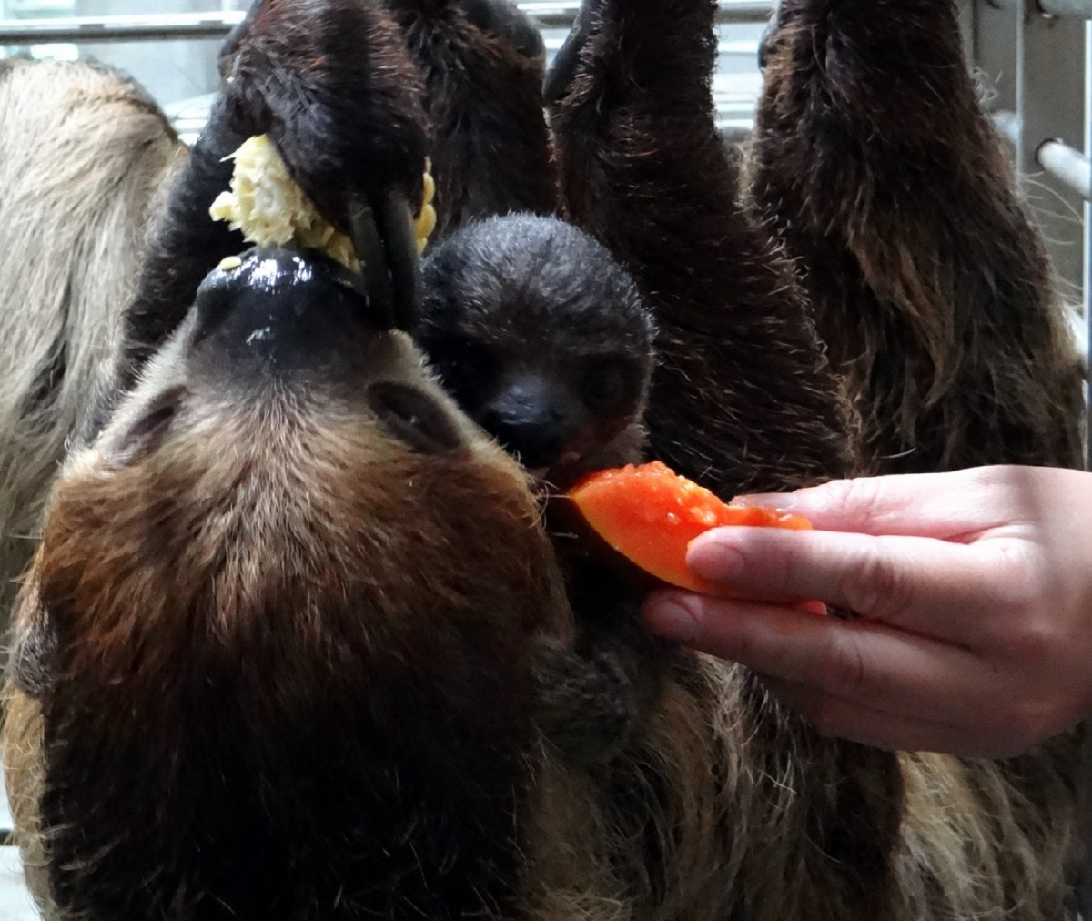 二趾樹獺的保育員和每個家族成員都已經建立起穩健的信任感。台北市立動物園/提供