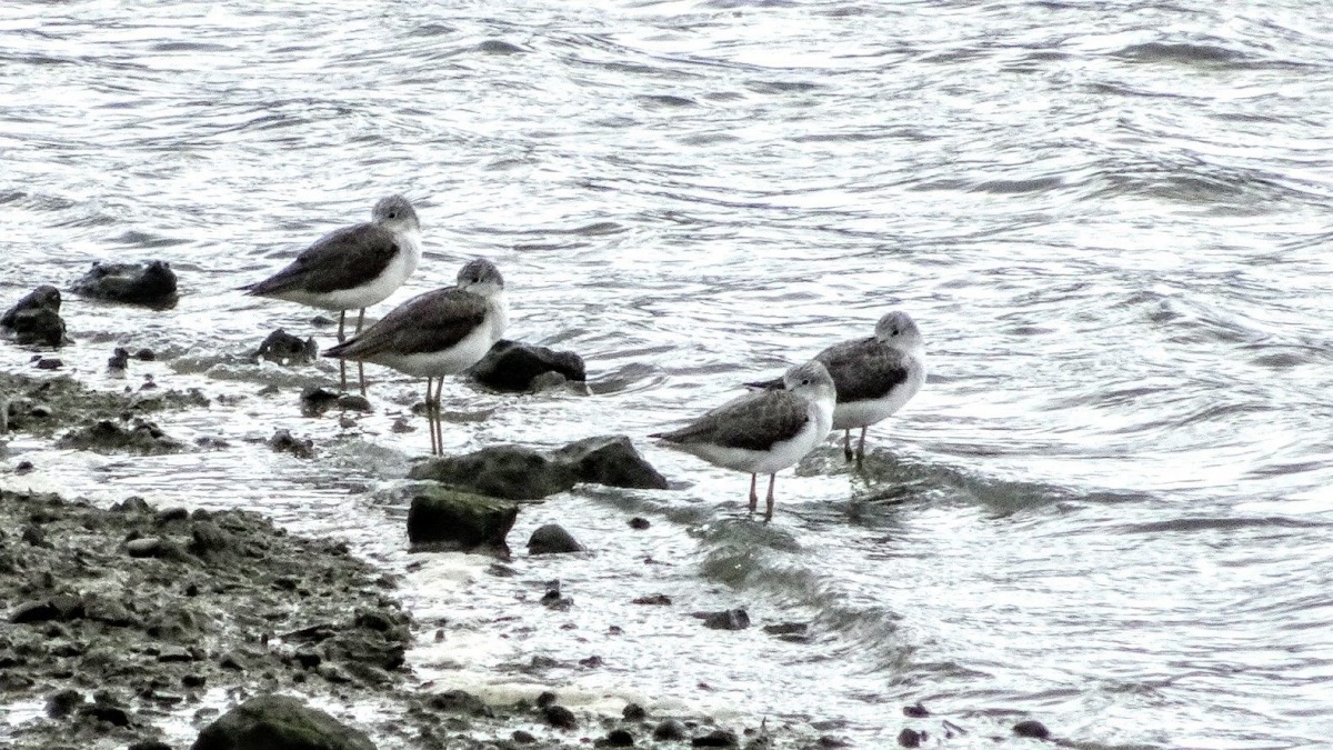 社子島濕地常年可觀察到超過40種以上鳥類，圖為青足鷸。北市水利處/提供