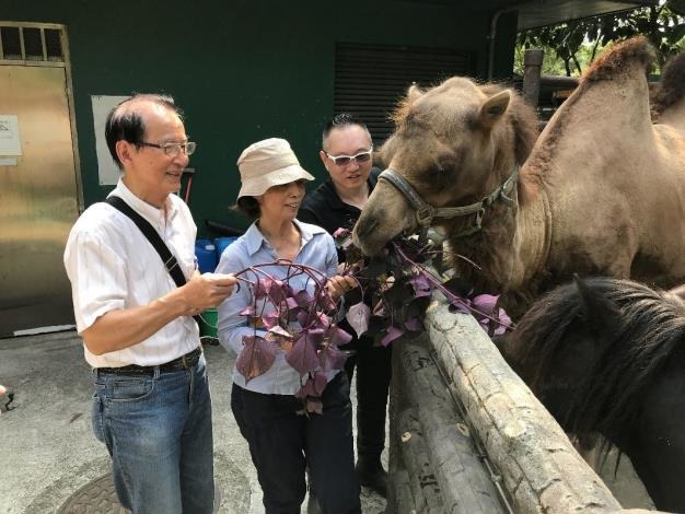 園方安排環教活動,學員們以在地生產紫色地瓜葉餵駱駝。臺北市立動物園/提供