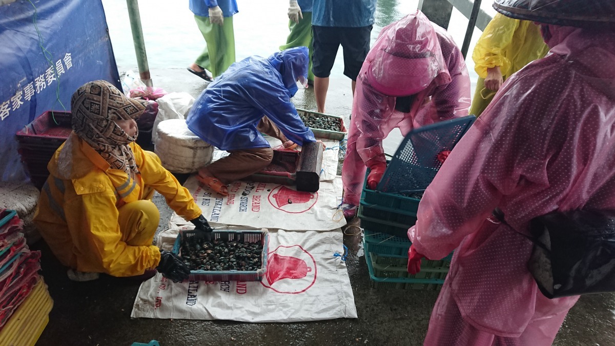 放苗工將一籃籃的九孔苗轉移到帶網苗籃中，方便後續放苗作業。新北市政府/提供