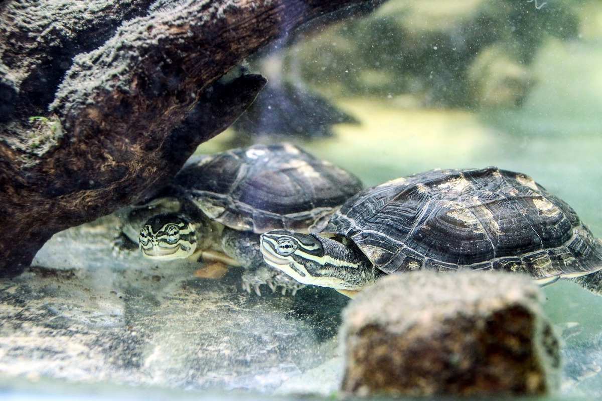 非法盜獵及原棲地破壞等因素，安南龜在野外的族群已相當稀少。台北市立動物園提供