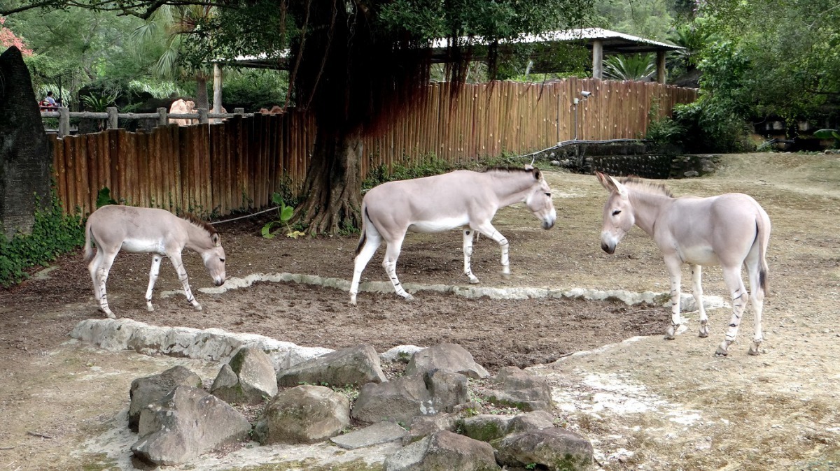 非洲野驢寶寶的個性，受媽媽的影響極大！（左：「Lancelot」中：「Daila」右：「Gina」） 台北市立動物園/提供