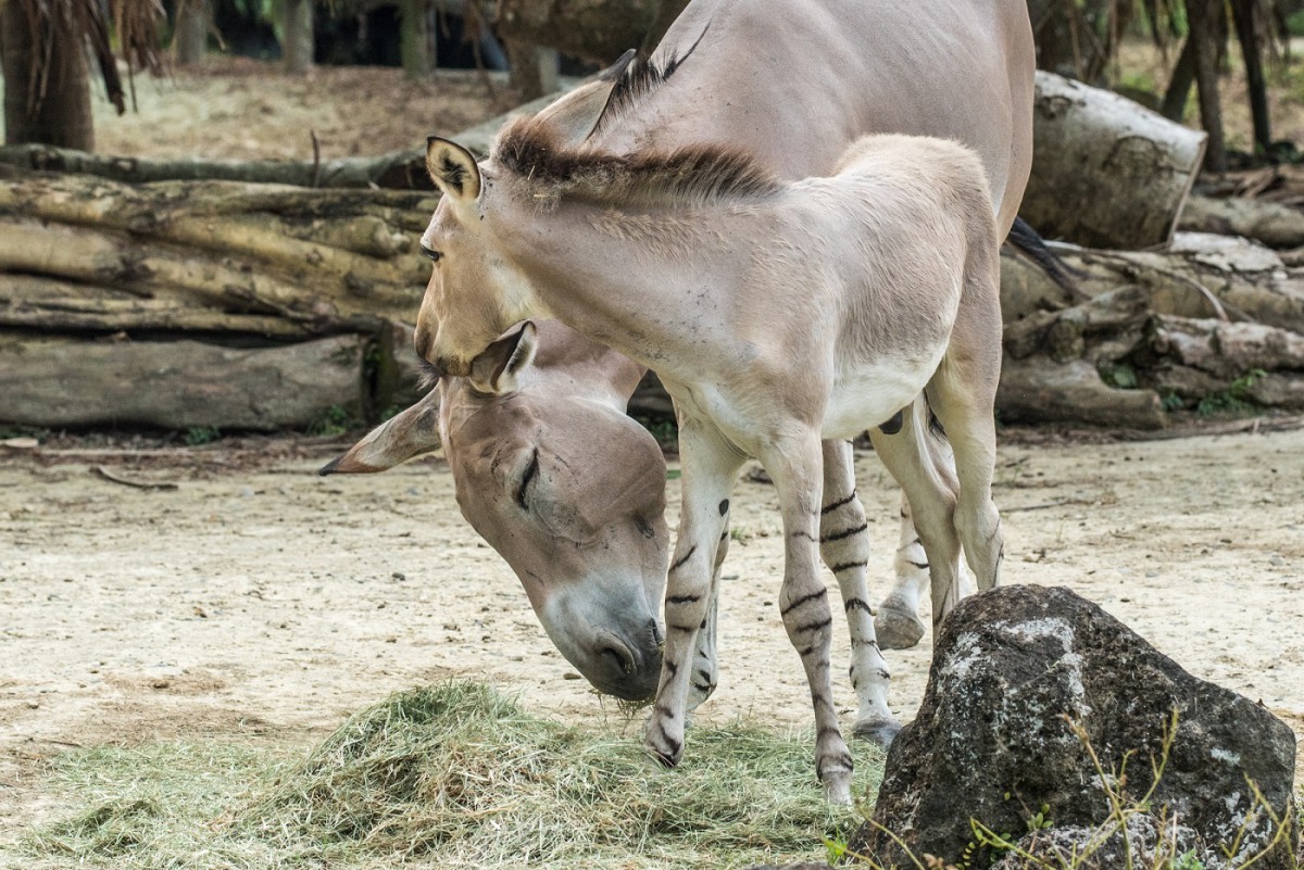 非洲野驢寶寶和媽媽感情非常好。台北市立動物園/提供