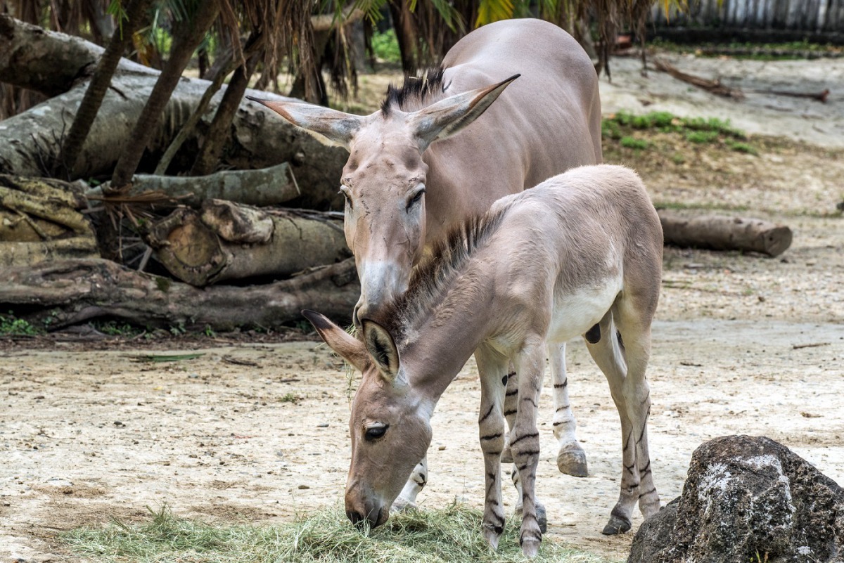 非洲野驢寶寶「Lancelot」和媽媽「Daila」。台北市立動物園/提供