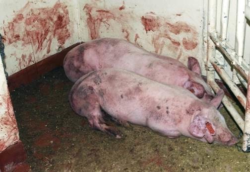 畜衛所11月13日於中國豬肉製品中驗出非洲豬瘟病毒基因。資料照,圖為非洲豬瘟發病豬隻出現血痢,家畜衛生試驗所/提供