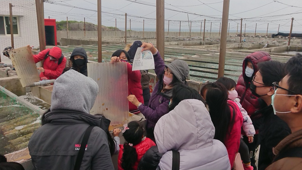 復育園區導覽員正帶領來訪民眾觀察浪板上的九孔寶寶。新北市政府/提供