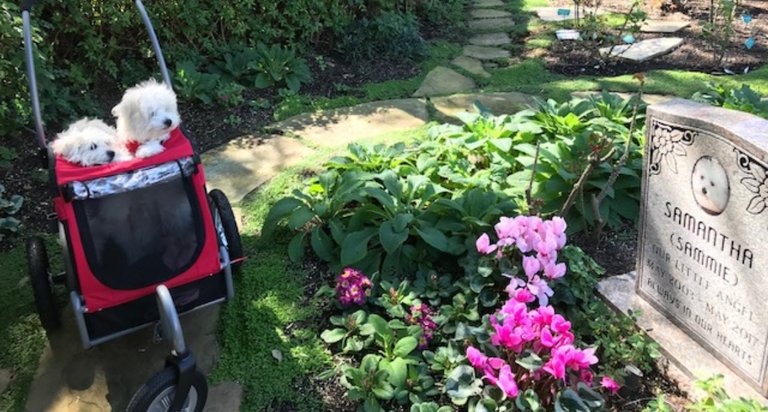 芭芭拉史翠珊（Barbra Streisand），現在的兩隻寵物犬是不久前才過世的愛犬薩曼莎（Samantha）的複製狗。來源: The New York Time