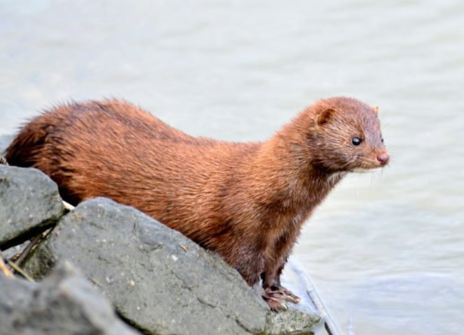 舊金山議會在本周二全數通過禁售皮草法案，成為美國禁售皮草的最大城市。身為美國流行產業的樞紐，舊金山成功傳達了一個清楚的訊息給服飾業者和設計師，那就是皮草一點都不時髦!來源:Konbini