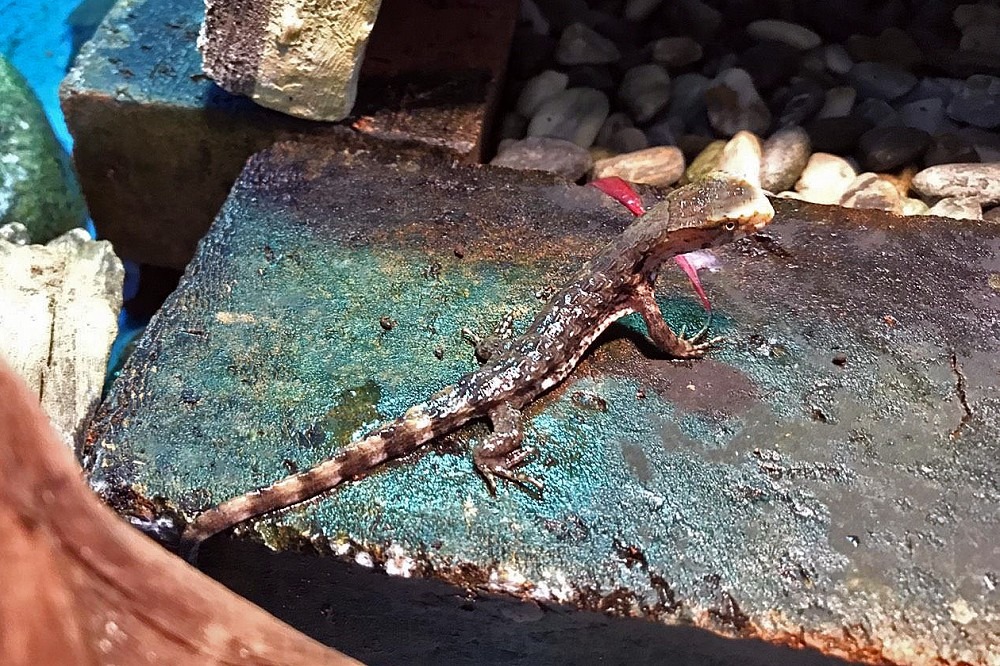 剛上岸的鱷蜥寶寶。台北市立動物園/提供