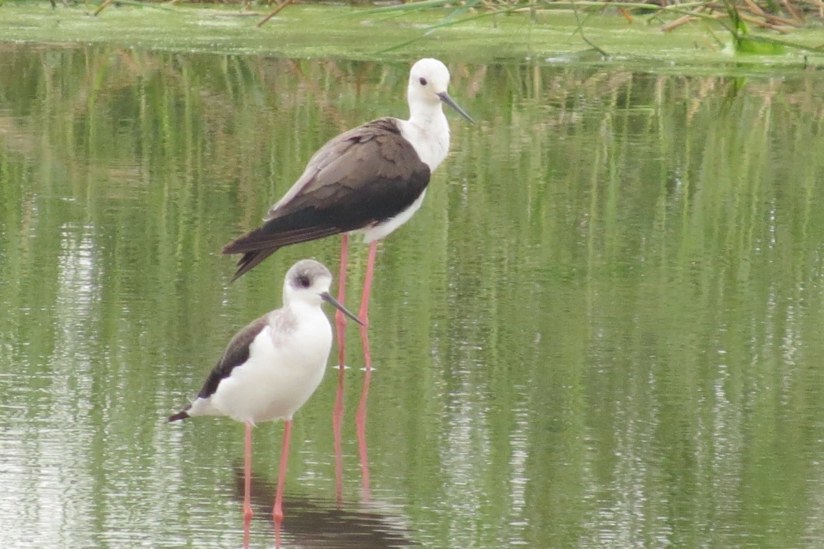 高翹鴴。台北市農業局/提供