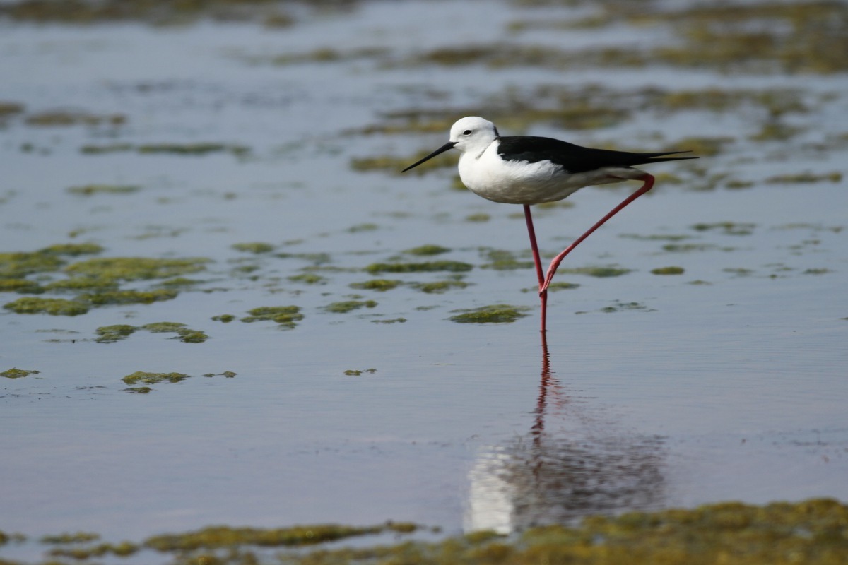 為瞭解整體淡水河流域的鳥類資源,新北市推動公民科學參與,同時加強民間生態保育團體與政府在保育工作上的合作與連結(圖為高蹺鴴)。新北市水利局提供