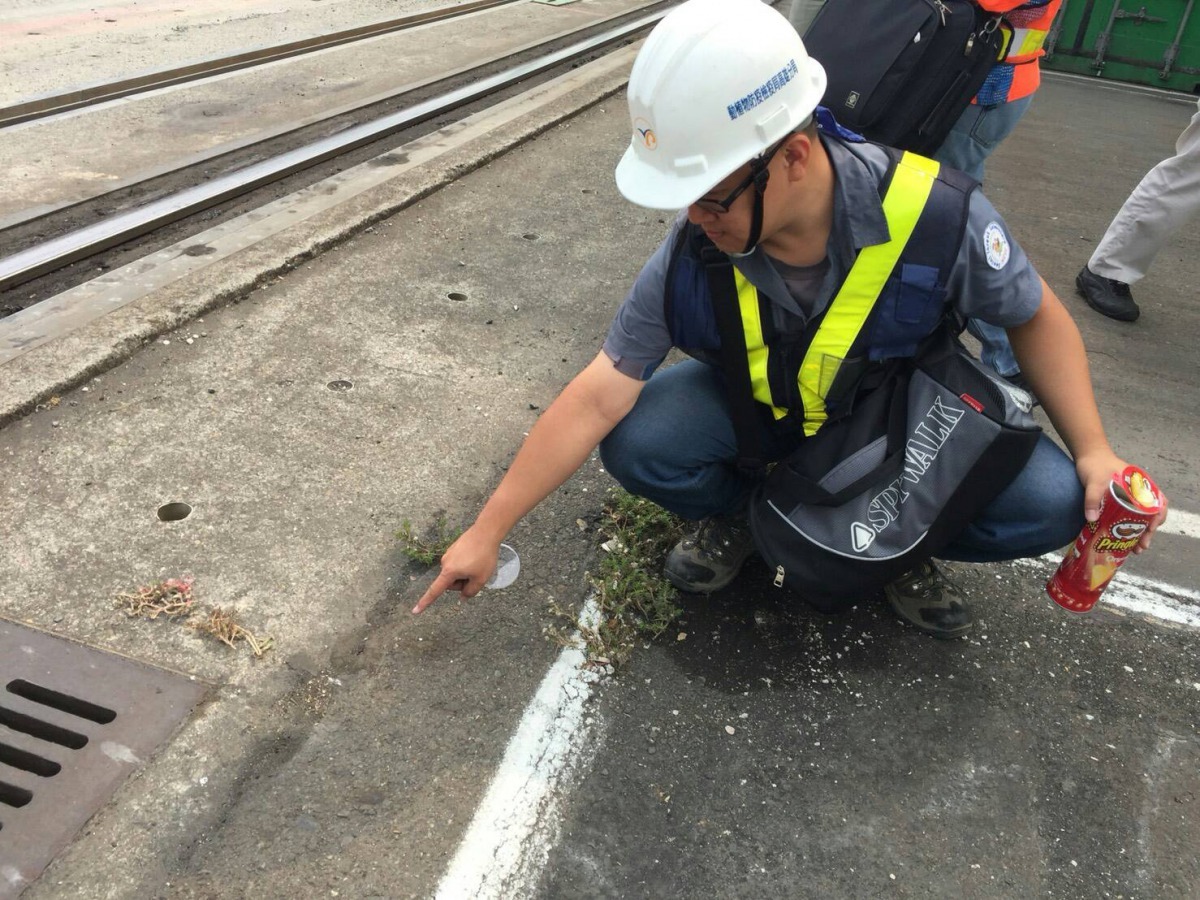  高雄港79號碼頭的入侵紅火蟻小蟻丘。防檢局/提供
