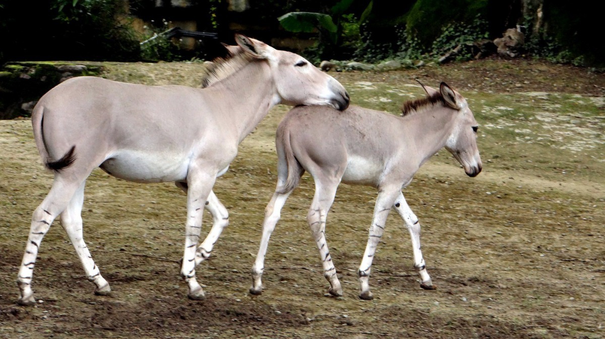 哥哥「Nabil」喜歡從後方衝上來輕咬「Lancelot」一口。台北市立動物園/提供