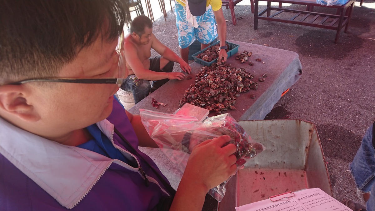 貢寮鮑養殖戶協助檢驗樣本採樣。新北市政府/提供