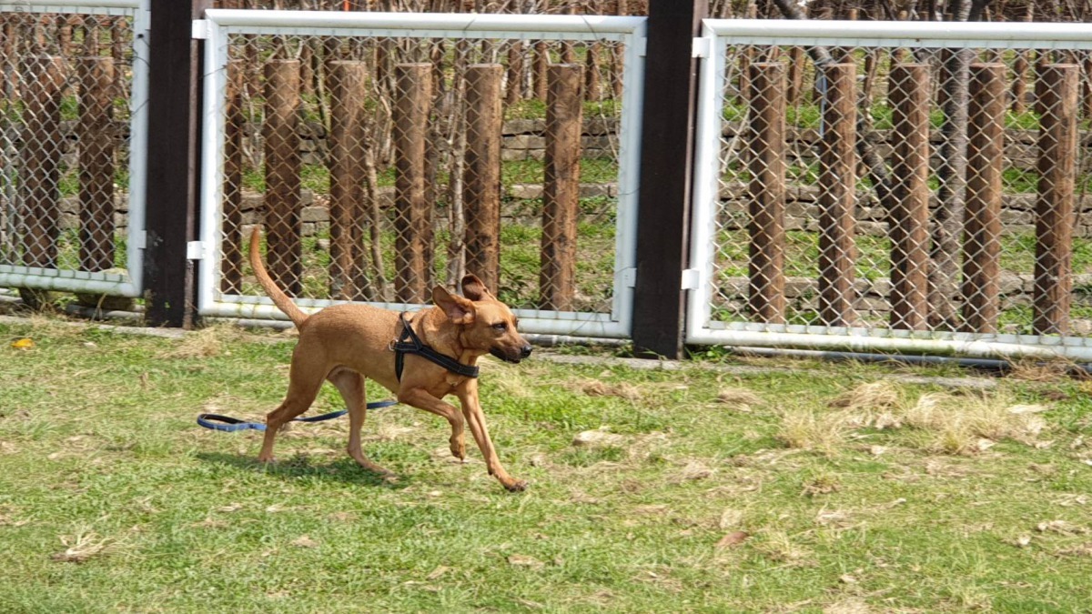 狗兒在公園奔跑。台中市政府/提供