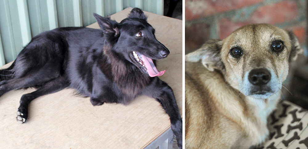 狗園收留的浪浪即使是傷犬也都照顧得非常健康漂亮，左圖為車禍截肢的「堂堂」、右圖為癌末安寧的「獨眼龍」。黃怡蓓/提供