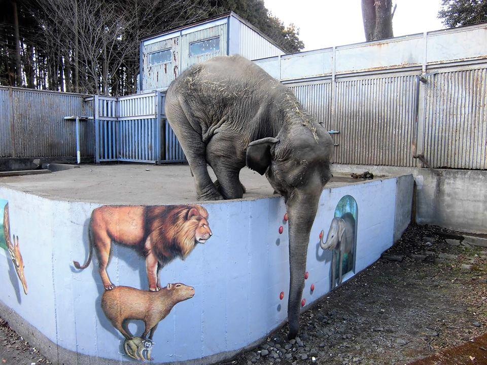 宮子試圖取得遊客扔出的食物殘渣。   取自Voice for Zoo Animals