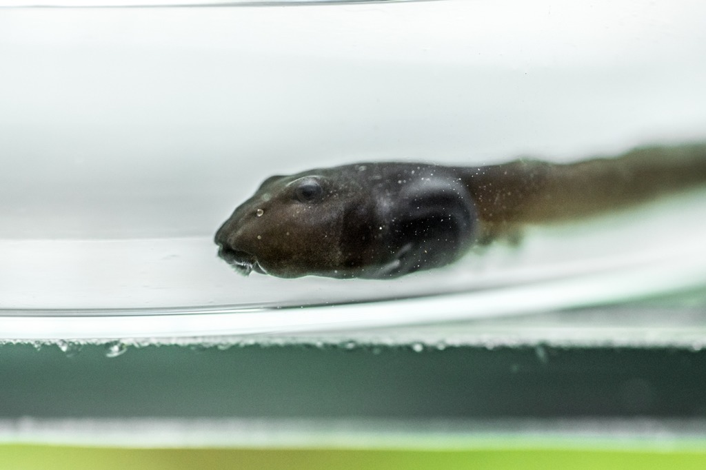 鈷藍箭毒蛙蝌蚪其實是黑的。台北市立動物園/提供